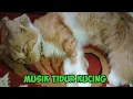 Download Lagu MUSIK KUCING TIDUR - RELAXING || FUNNY CATS || SI MEONG KUCING LUCU