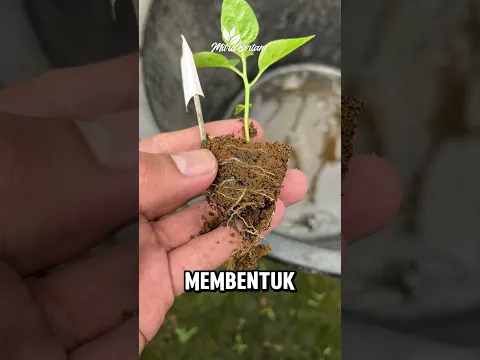 TIDAK HANYA DILUBANG TANAM‼️MIKORIZA BISA DI PERSEMAIAN #pertanian #cabai #petani #petanimuda #fyp