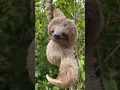 A Sloth Face as you have never seen I Funny s