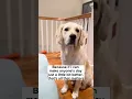 Download Lagu Do It For The Smiles #smile #dogshorts #goldenretriever #iloveyou #love #fans #audience