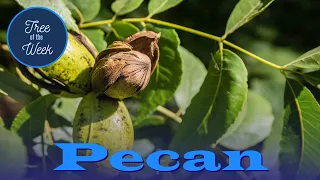 Tree of the Week Pecan