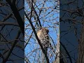 Download Lagu Water and Hawk #birds #wildlife #nature #deer #shorts