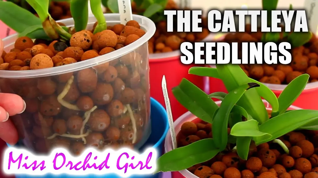 CATTLEYA ORCHID SEEDLINGS UPDATE THE GROWING SEASON