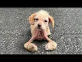 Download Lagu Her Legs Deformed And Twisted From Hunger, Fur Gone From Mange | They Drove Her Away Like Trash...