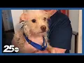 Waco pet owner claims city took her dog unnecessarily City says its standard protocol