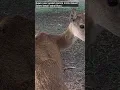 Download Lagu Suara rusa, apakah karena minta makan? Lestarilah Bumiku #hobihijau #greenhobby #rusa #deer