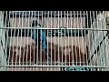 Download Lagu SUARA ANAKAN BURUNG SRIGUNTiNG AbU-ABU
