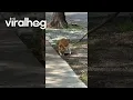 Download Lagu Little Kitty, Big Dawg || ViralHog