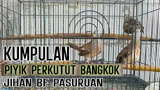 Download KUMPULAN PIYIK PERKUTUT BANGKOK USIA 2 - 5 BULAN RING JIHAN BIRD FARM PASURUAN MP3