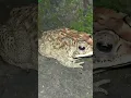 Download Lagu Kodok Brontok Katak Besar #katak #kodok #frog  #frogs