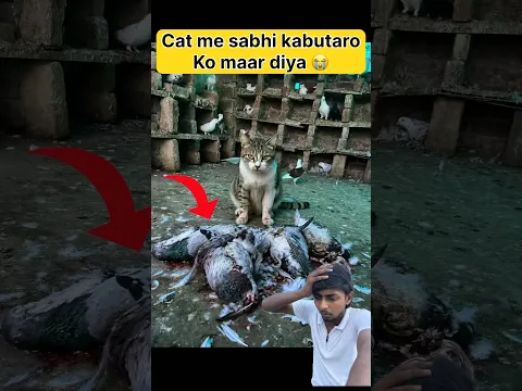 Cat ne Loft me jakr sabhi kabutro ko maar diya 🕊️😰