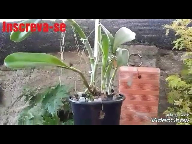 COMPRAS DE ORQUÍDEAS CATTLEYAS