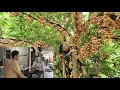 Download Lagu Harvest wild fruits. Cook a delicious meal. Ly Vy Ca