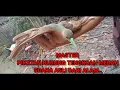Download Lagu SUARA PIKATAN BURUNG TENGKOAH MERAH 1000% AMPUH || NYAUTIN + NYAMPERIN..