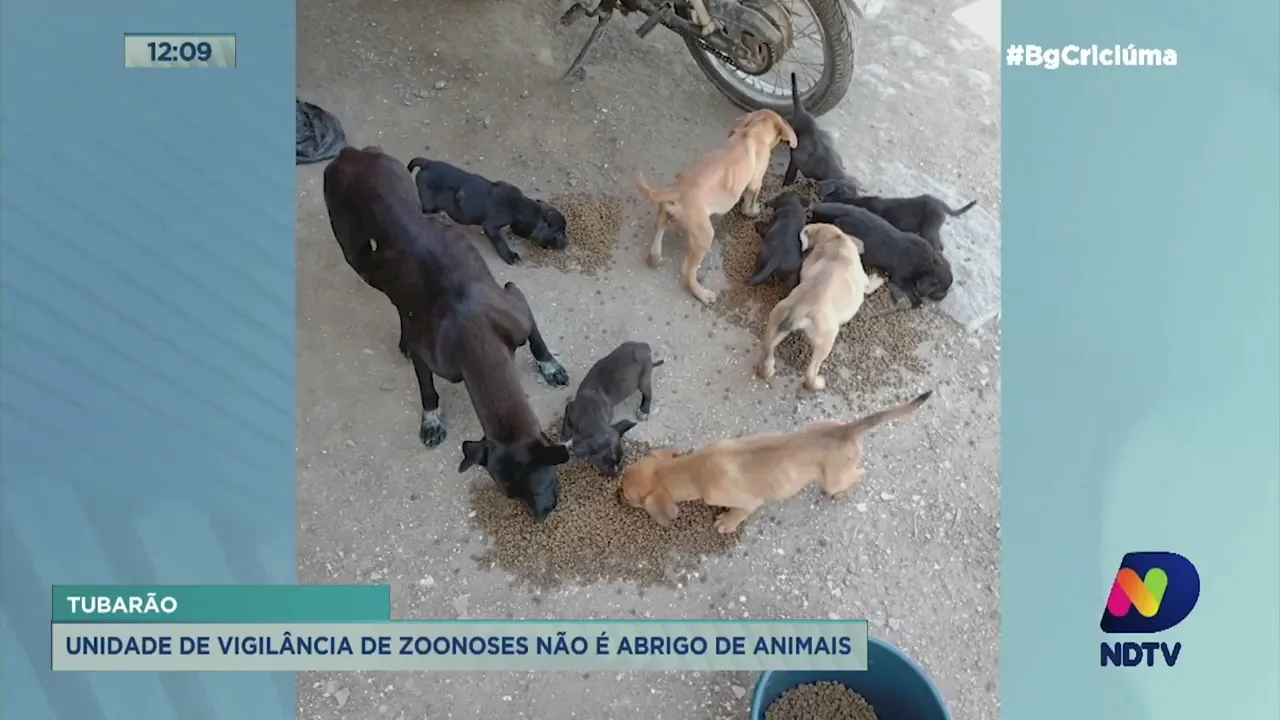 Unidade de Vigilância de Zoonoses de Tubarão alega que "não é abrigo" após caso de abandono no local
