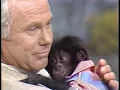 Johnny Carson \u0026 the Pygmy Chimp - The Tonight Show - August 4, 1977