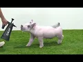 Flatland Showpigs TNSS Pig Sale XBa 7-1