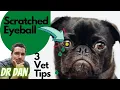 3 Vet Tips for Scratched dog eye Corneal Ulcer