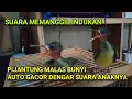 Download Lagu Suara anakan burung pijantung pisang memanggil induknya, ampuh untuk merespon bunyi pijantung bahan.