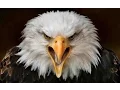 Download Lagu eagle sound effects - efek suara elang
