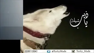 ياذيب يالي تجلب الحزن بعواك اسهرت من به ضيقتن مثل مافيك ان كان جر اعواك من جرح اذاك فانا بعد م 