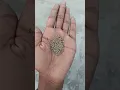Download Lagu Agar Pigeon 🐦 अंडा 🥚 नहीं दे रही है तो ये khilaye 💯 #shortsfeed #youtubeshorts #shortsvideo