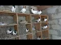 Download Lagu #pigeons. Черноголовые на продажу !!!