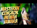 Download Lagu MASTERAN BLACKTHROAT GACOR DURASI PANJANG efectif BIKIN KENARI PAUD RAJIN BUNYI isian MEWAH