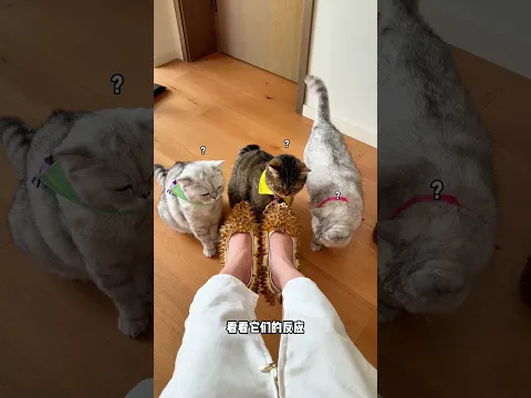 Shoes made from durian actually controlled my cat