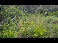 Download Lagu Rescuing Fruit Trees That Were LOST in Years of Overgrowth | CRAZY Transformation