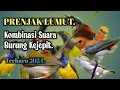 Download Lagu 🔴MP3 PIKAT SUPER AMPUH ANTI ZONK  !! Prenjak Lumut Kombinasi Sogon Kejepit.