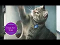 Pet Classifieds