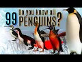 Lagu Every 99 Penguins species Explained