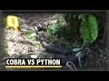 It s King Cobra Vs Python Watch To Know Who Won The Quint