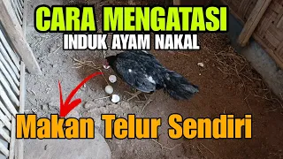 cara mengatasi ayam makan telur sendiri babon makan telur sendiri
