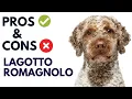 Lagotto Romagnolo Dog Breed Pros and Cons Lagotto Romagnolo Advantages and Disadvantages