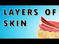 Skin Layers - Stratum Corneum Basale Granulosum and Spinosum