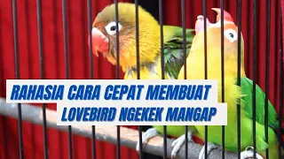 Download CARA MEMBUAT LOVEBIRD NGEKEK MANGAP DENGAN CEPAT DAN INSTAN MP3