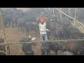 Download Lagu Nepal's mass animal slaughter begins despite outcry | AFP