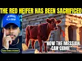 The Red Heifer has been Sacrificed in secret Jew shows