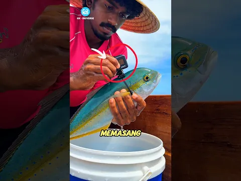 Kamera di Tubuh Ikan Ini Menangkap Sesuatu di Laut