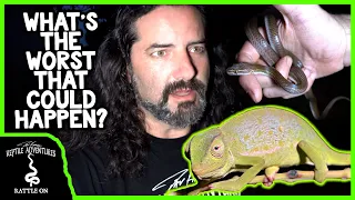 dangerous snake hunting at night in africa