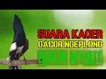 Lagu Suara kacer ngeplong pancingan kacer ngeplong, masteran kacer durasi panjang Berjam jam!!