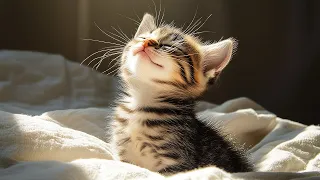 EXTREMELY Soothing Cat Therapy Music - Relax Your Cat! Cat Music