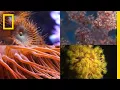 Coral Reefs 101 National Geographic