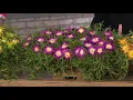 Roberta s 3-Piece Hardy Ice Plant Collection on QVC