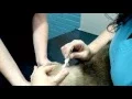 Applying Topical Heartworm Flea Preventative to Your Pet