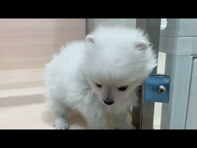 動画