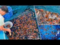 Affordable Koi Fish from Japan | Perfect Start for New Koi Keepers