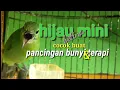 cucak ijo mini betina gacor|burung cucak hijau mini betina gacor memanggil jantan